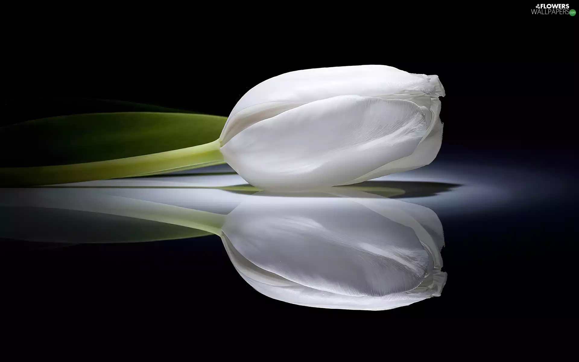 White, tulip