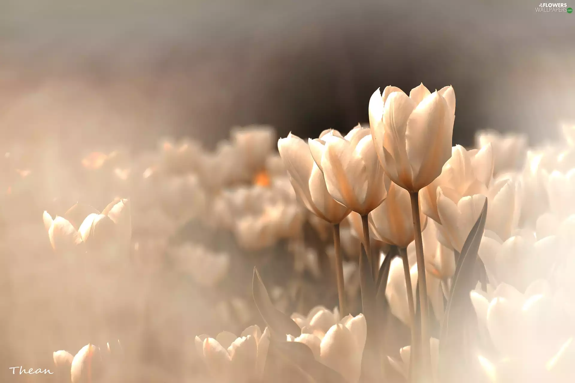 White, Tulips