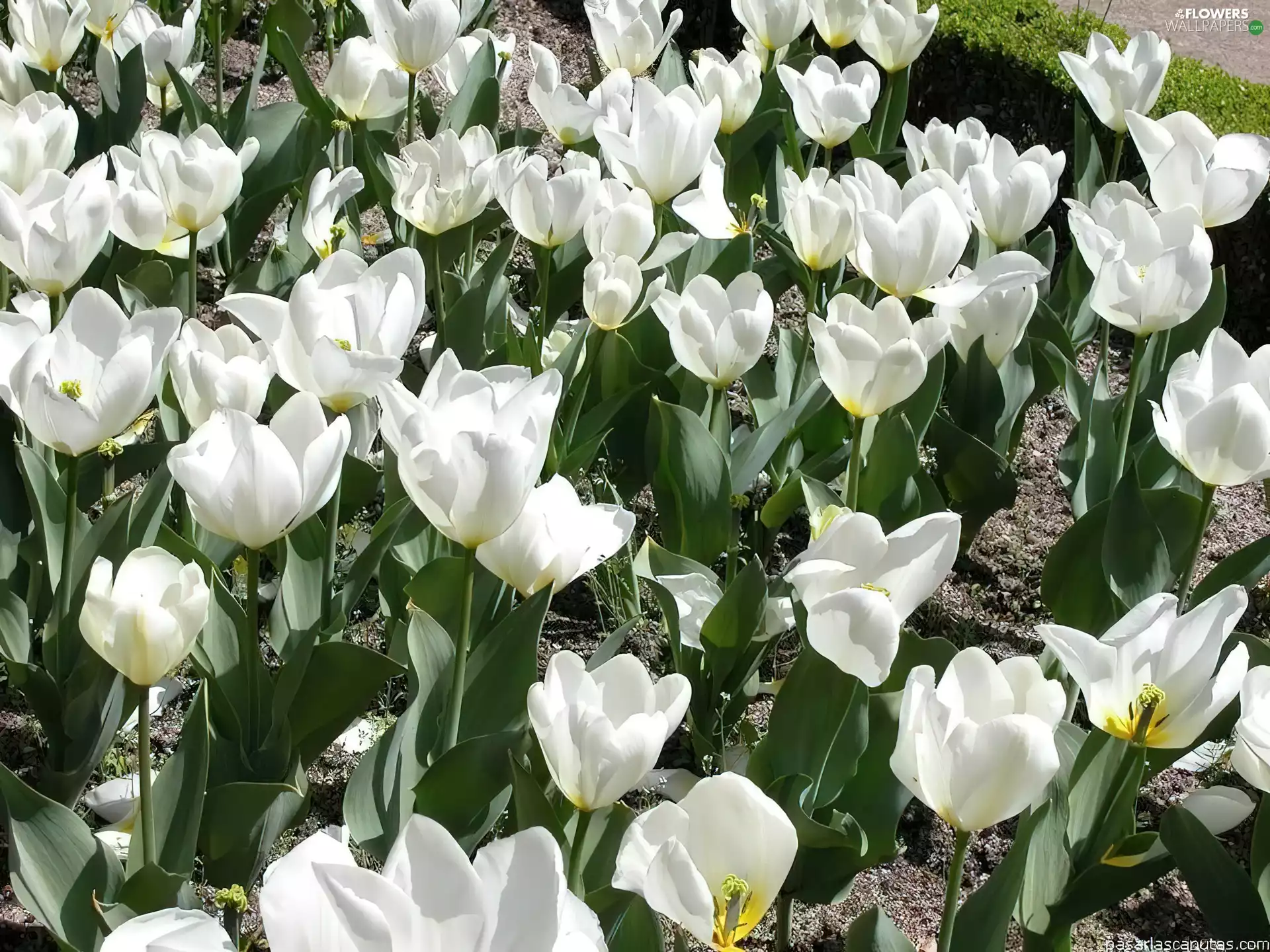 White, Tulips