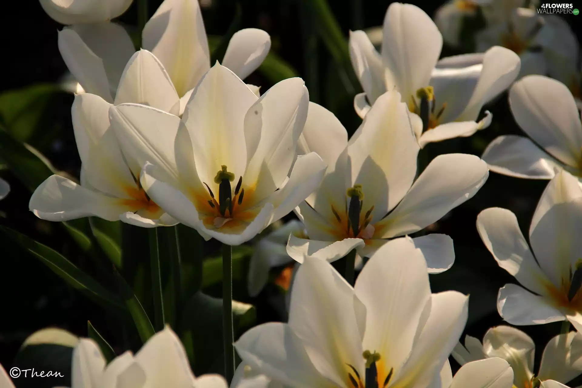 White, Tulips