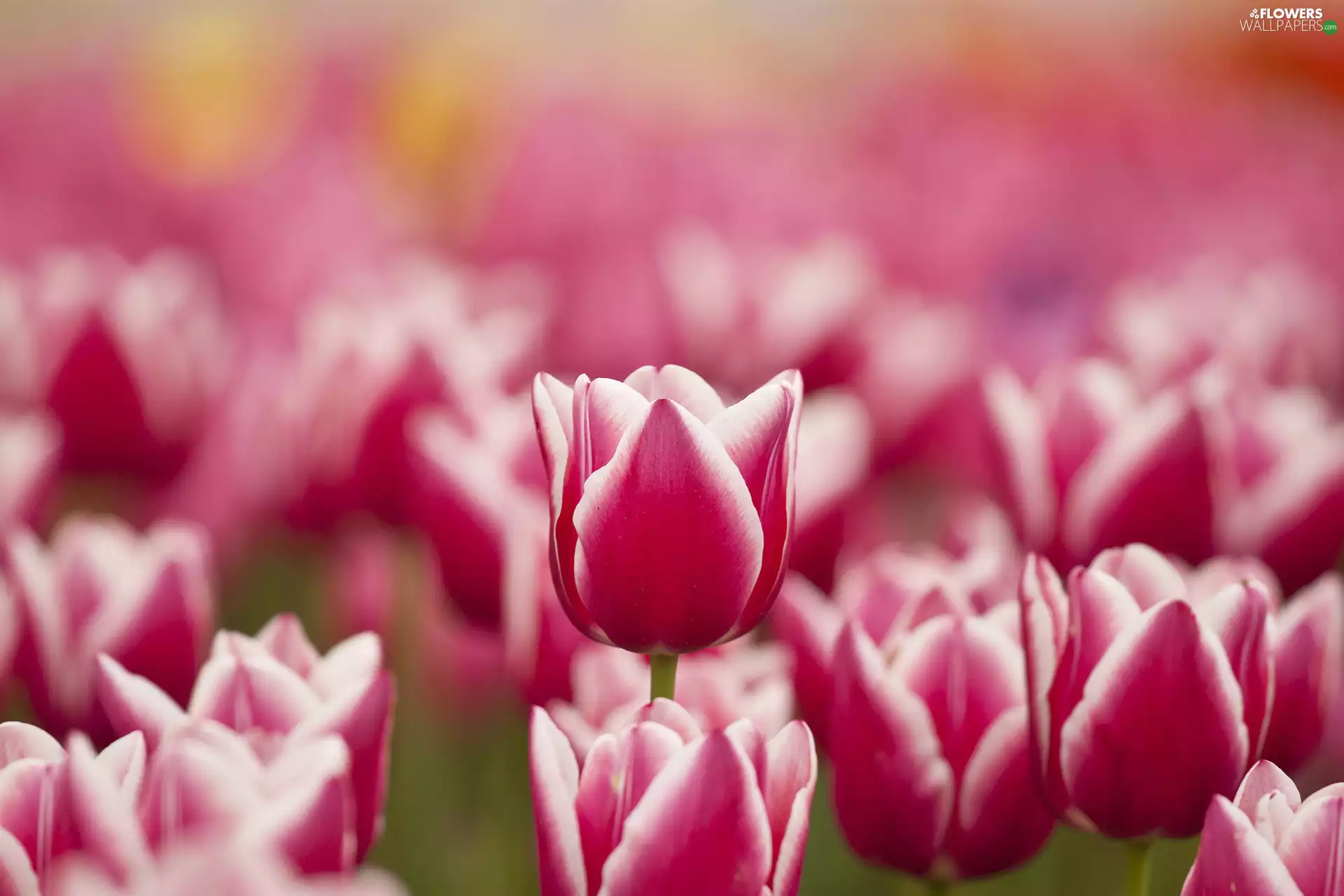 Flowers, Pink and White, Spring, Tulips