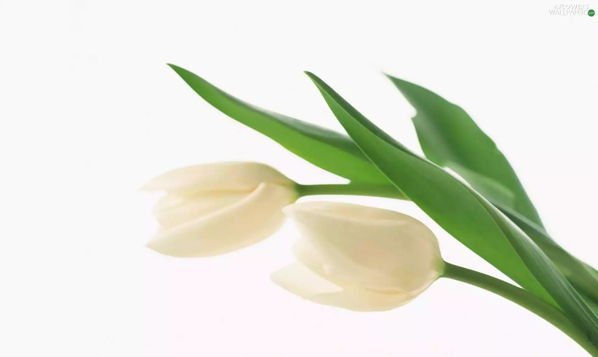 Tulips, Two cars, White