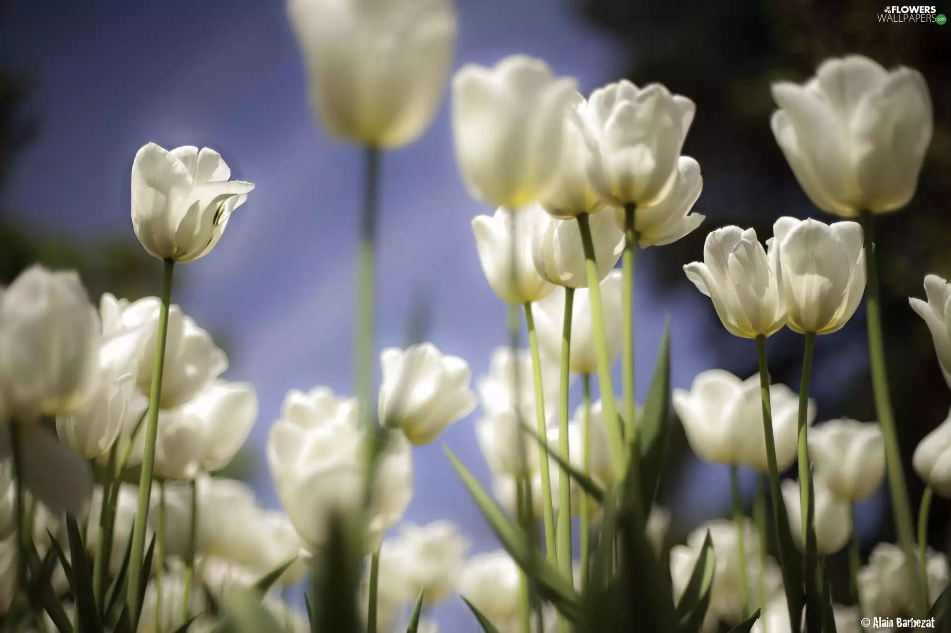 White, Flowers, Tulips