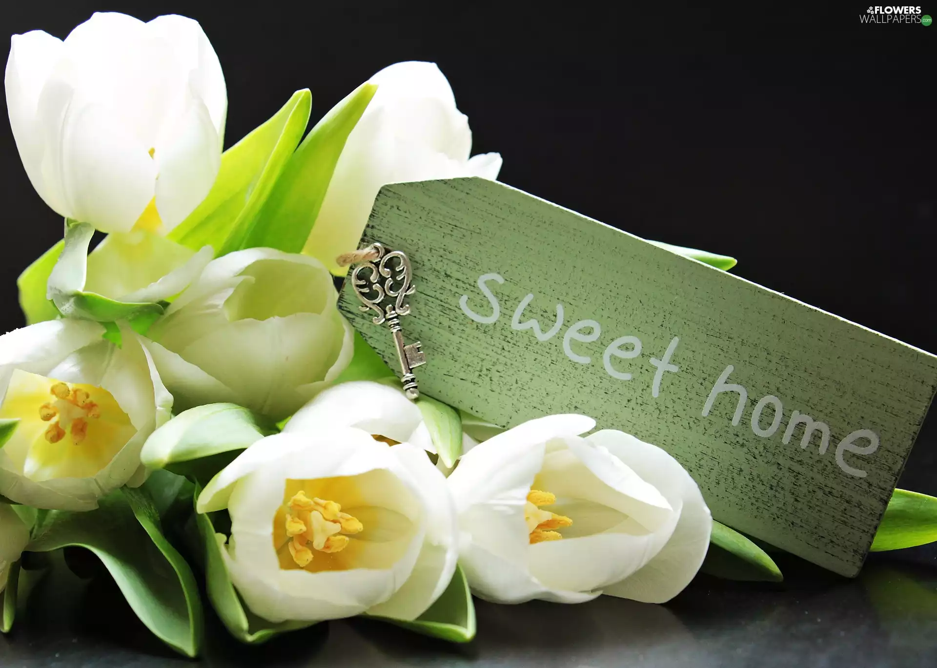 Tulips, composition, Key, White