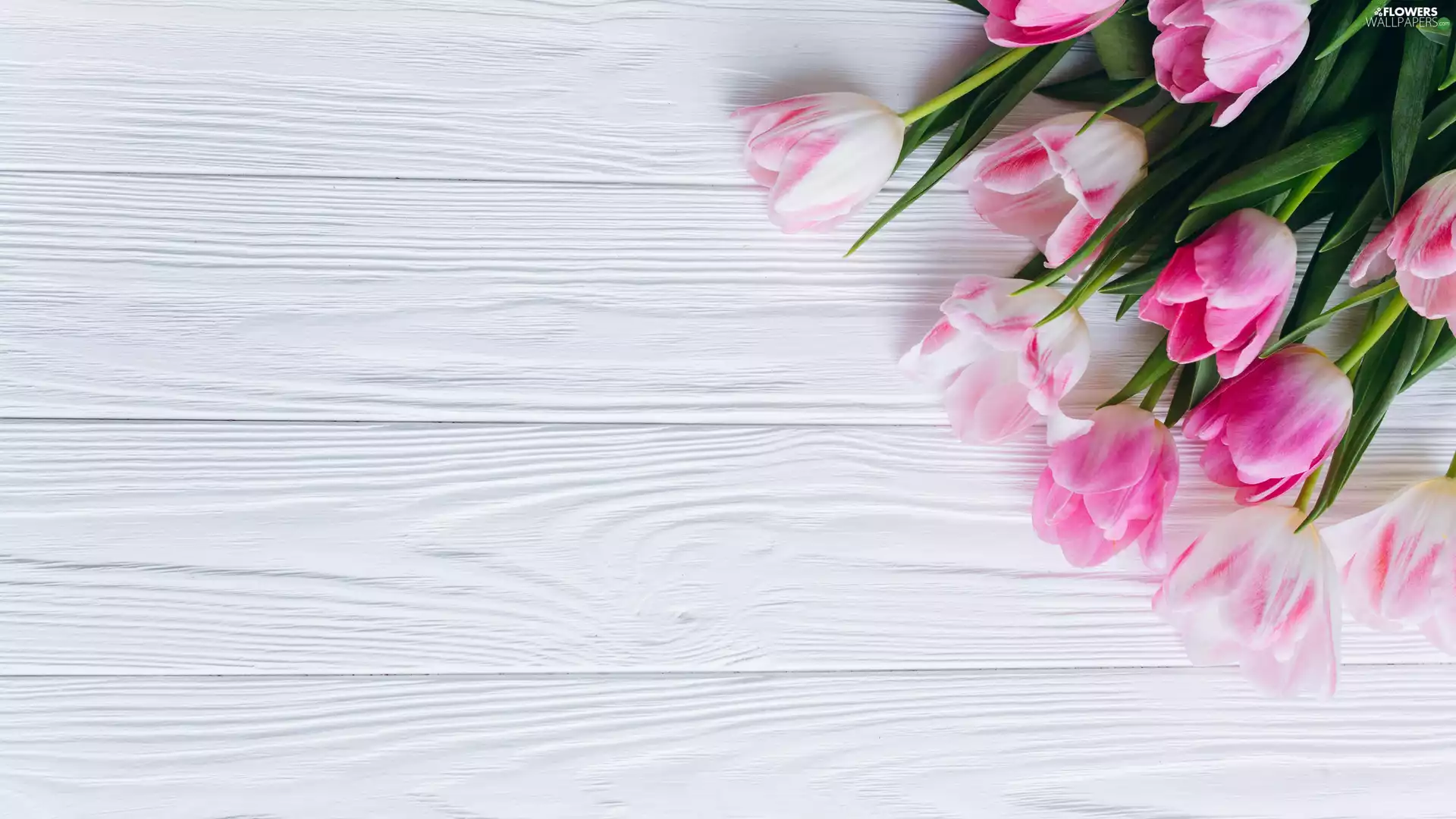 white and pink, White, boarding, Tulips