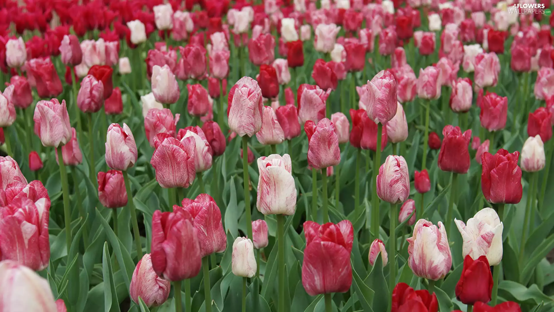 color, Red-White, White-Red, Tulips