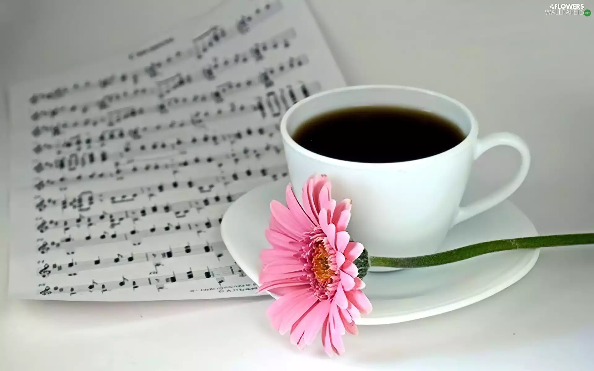 cup, Gerbera, Tunes, White, Pink, plate, coffee