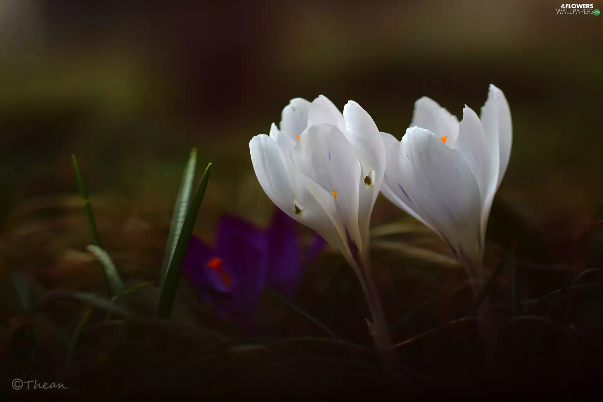 crocuses, Two cars, White