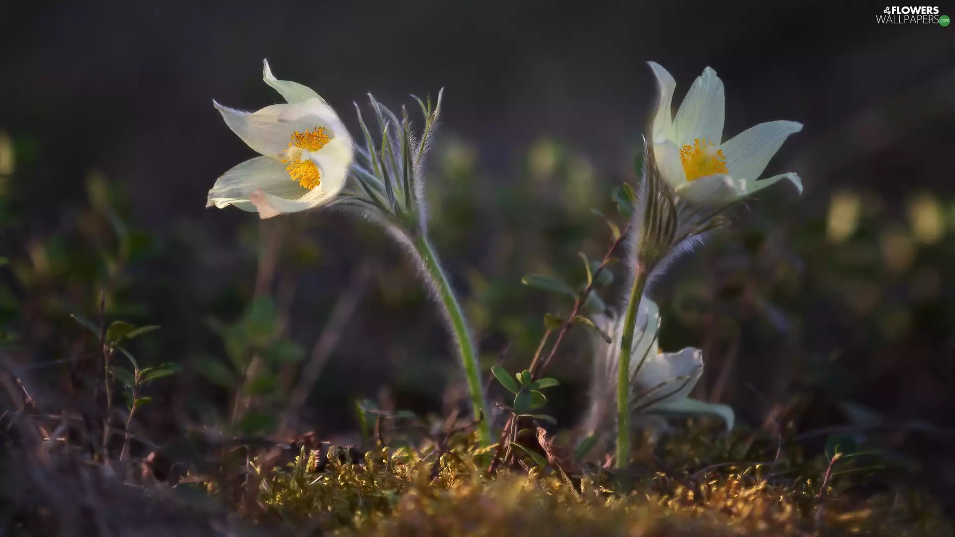 Two, developed, pasque, White