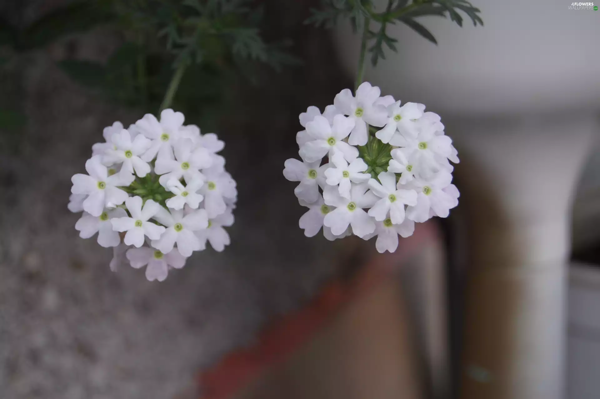 White, verbena