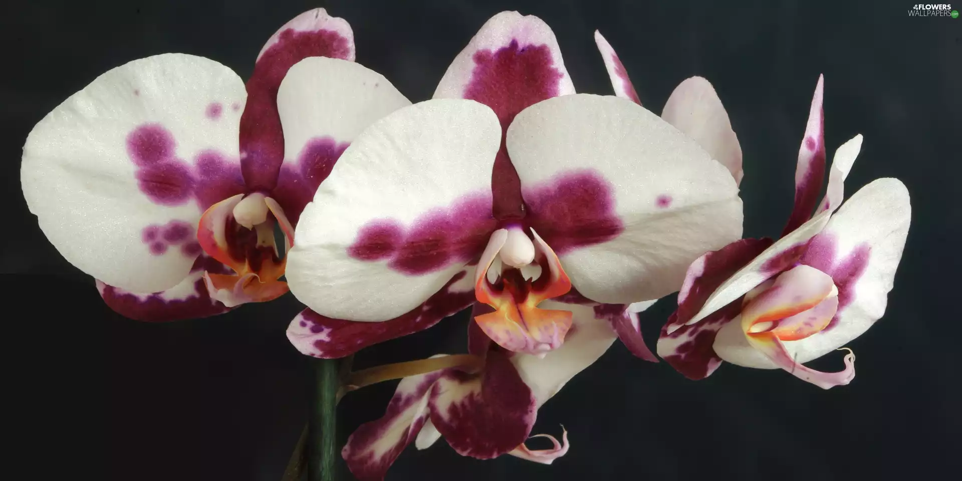 orchid, white, Violet, Colourfull Flowers