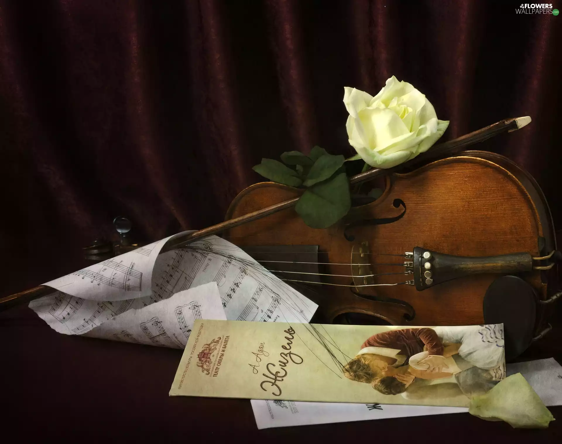 violin, rose, Tunes, White