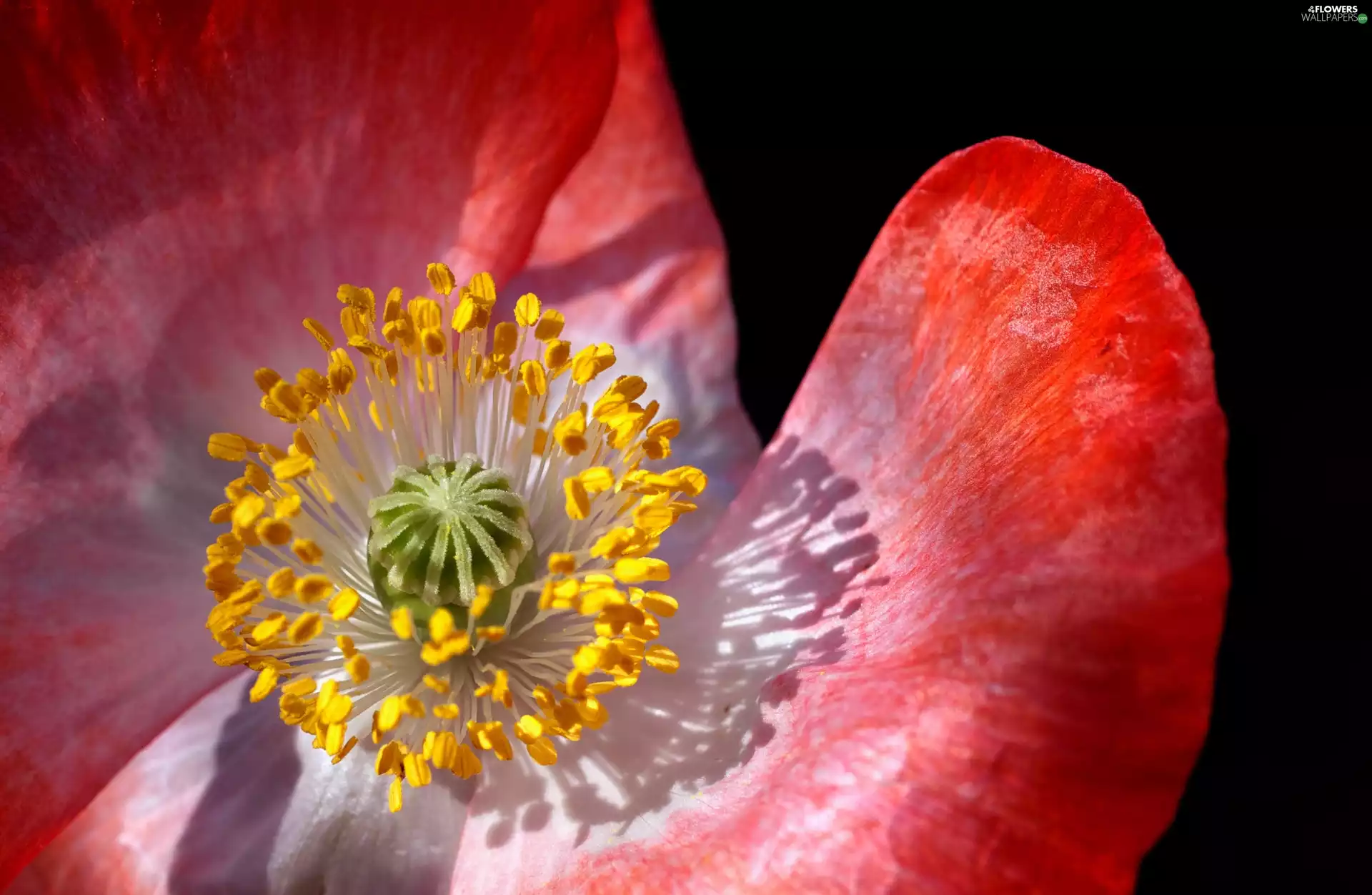 Centre, Close, red, White, red weed