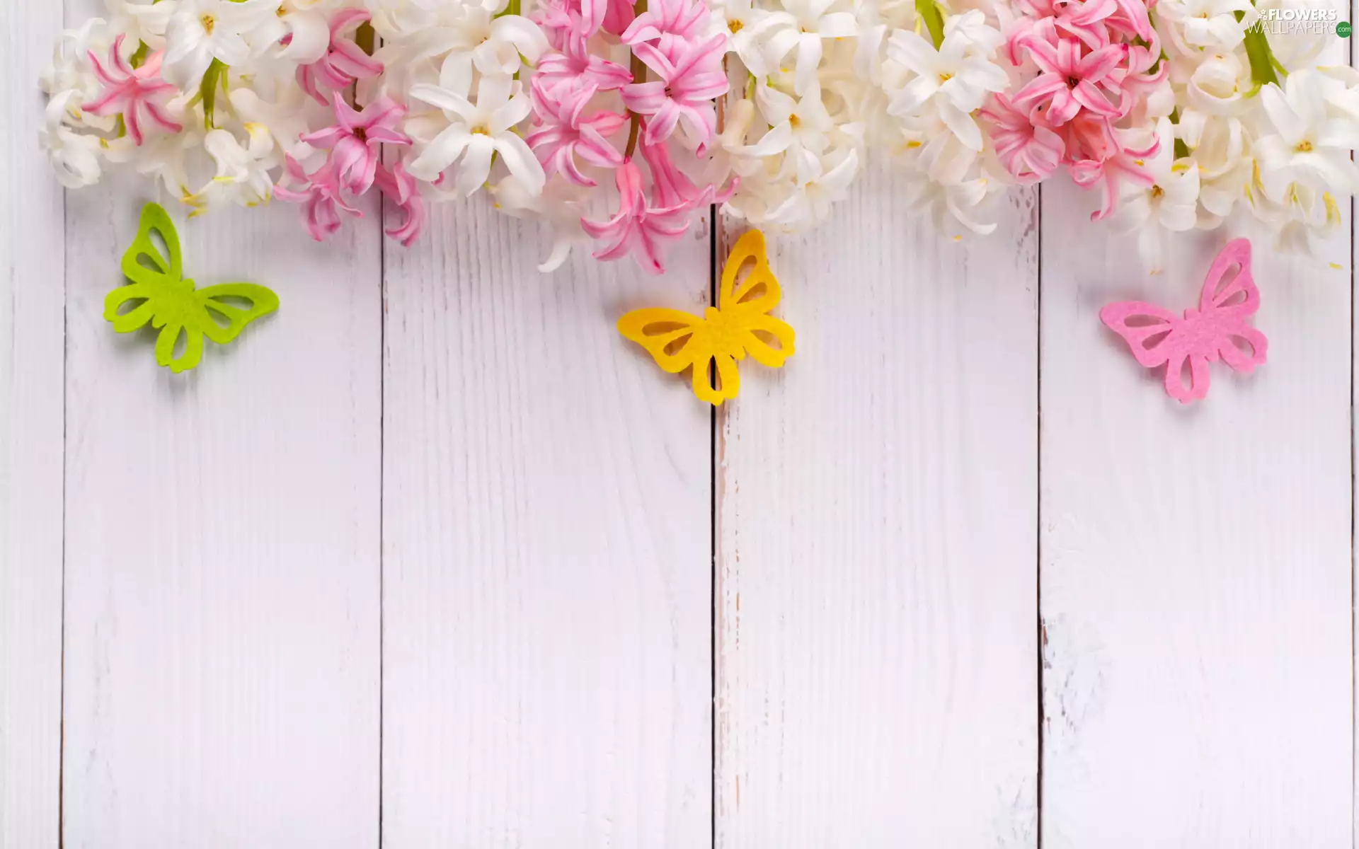 Pink, Hyacinths, White, White, Flowers, butterflies, boarding