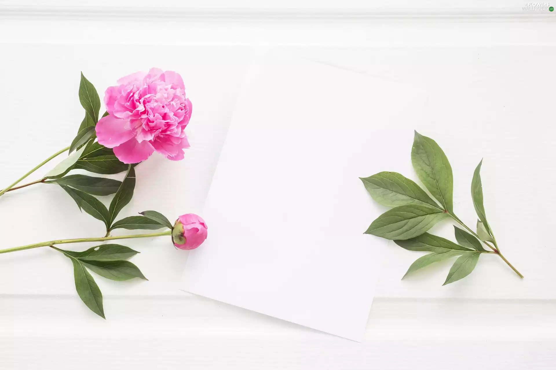 card, Peonies, White, White, Flowers, Leaf, background
