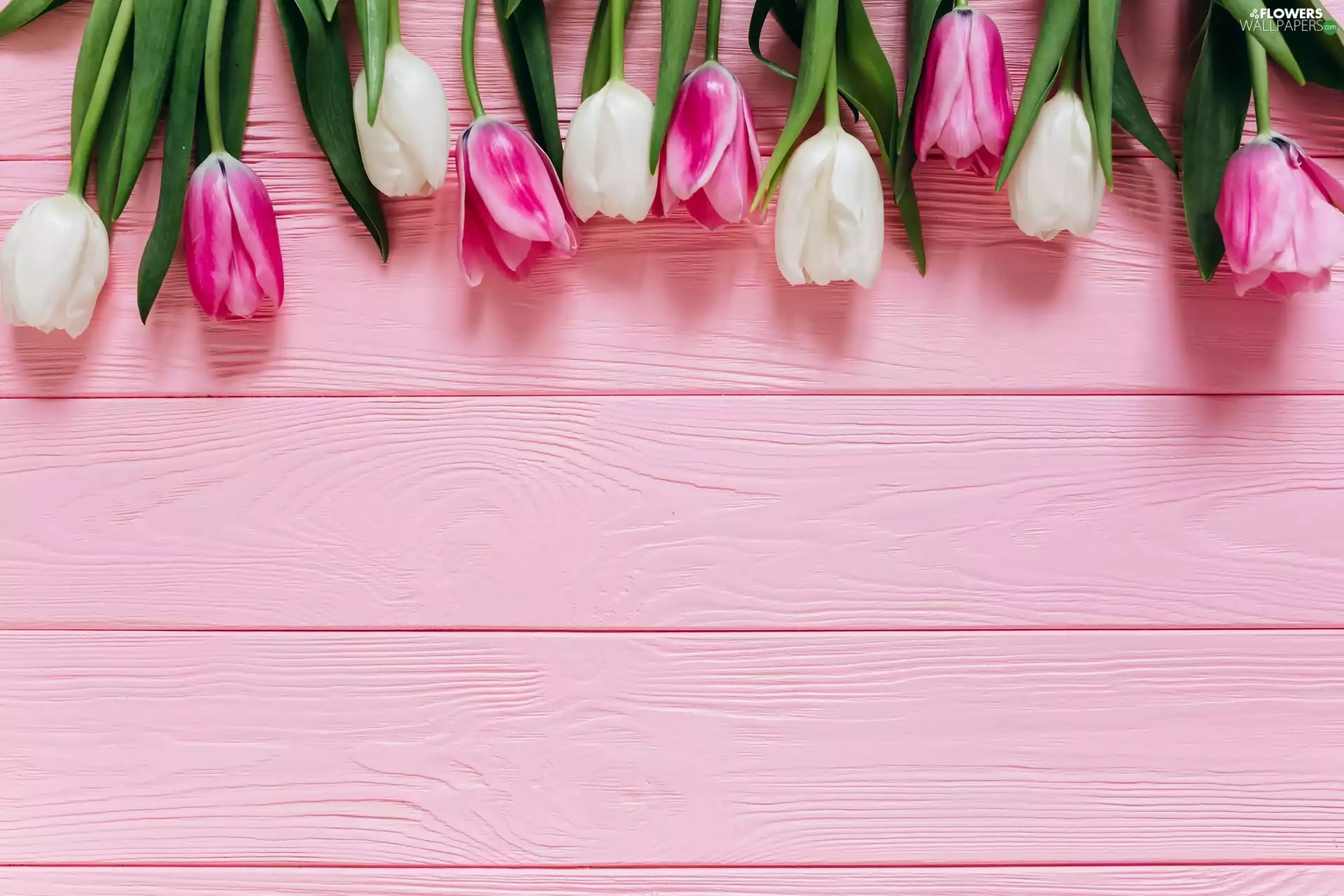 Pink, boarding, Pink-White, Tulips, White