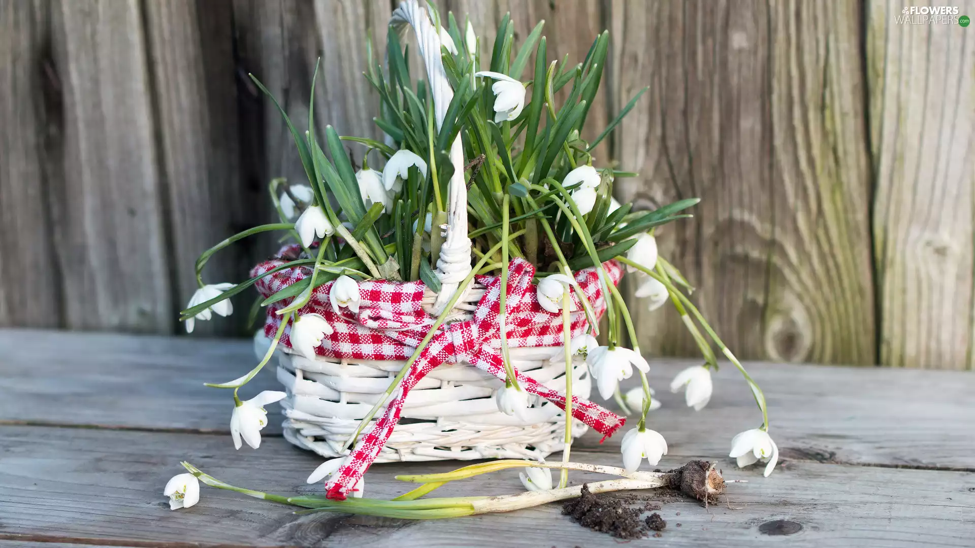 wicker, basket, snowdrops, White