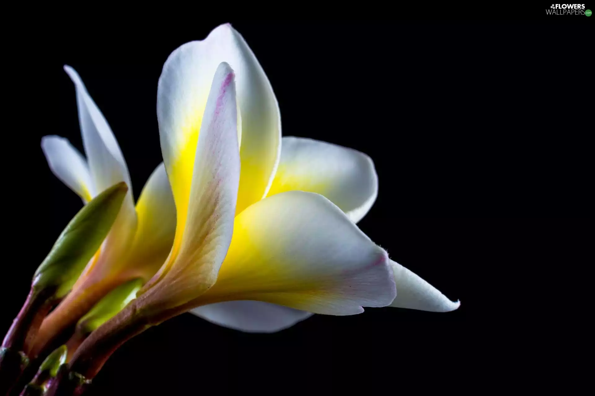 Flowers, Plumeria, bud, White and yellow