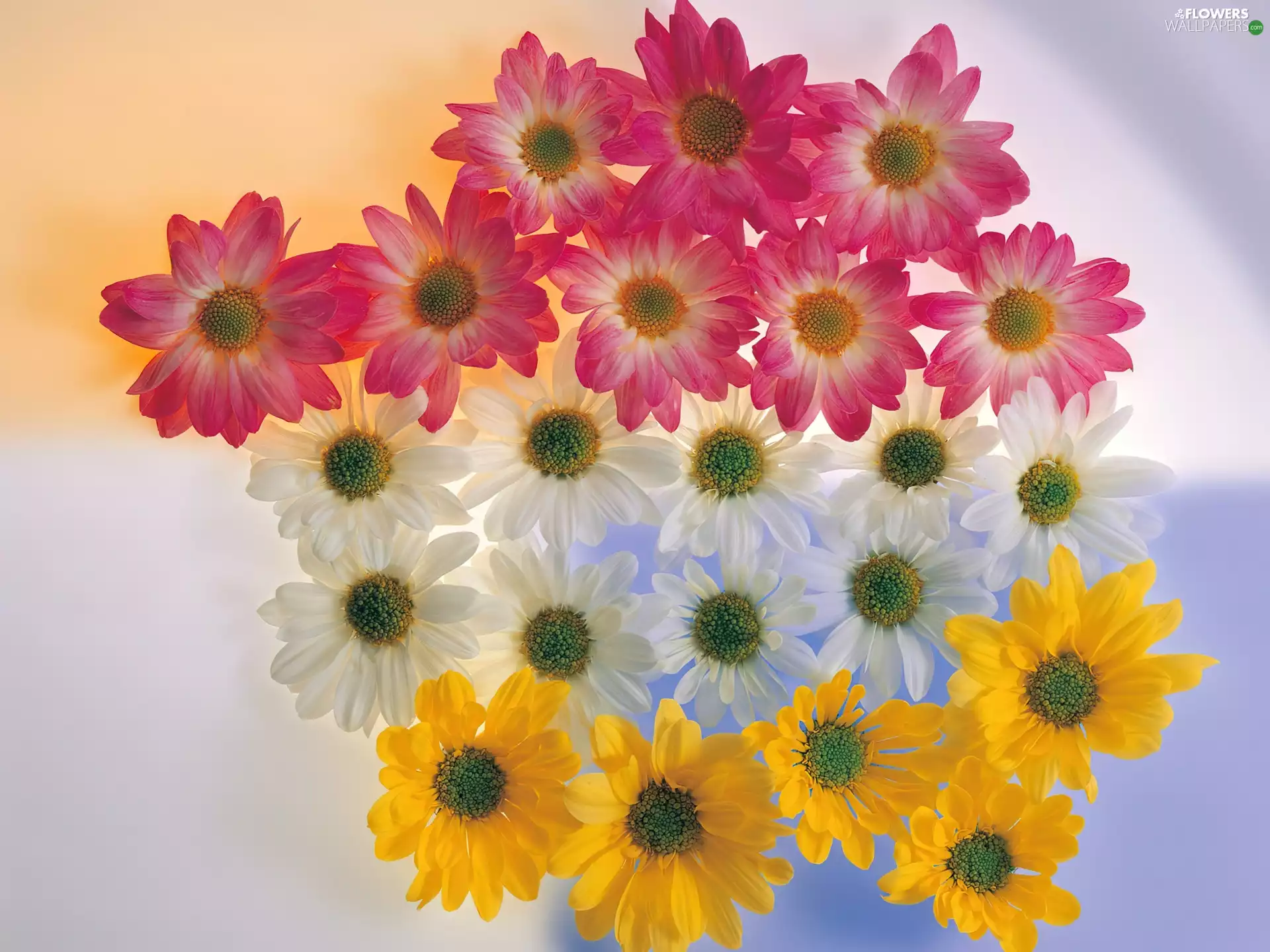 Yellow, Pink, gerberas, White