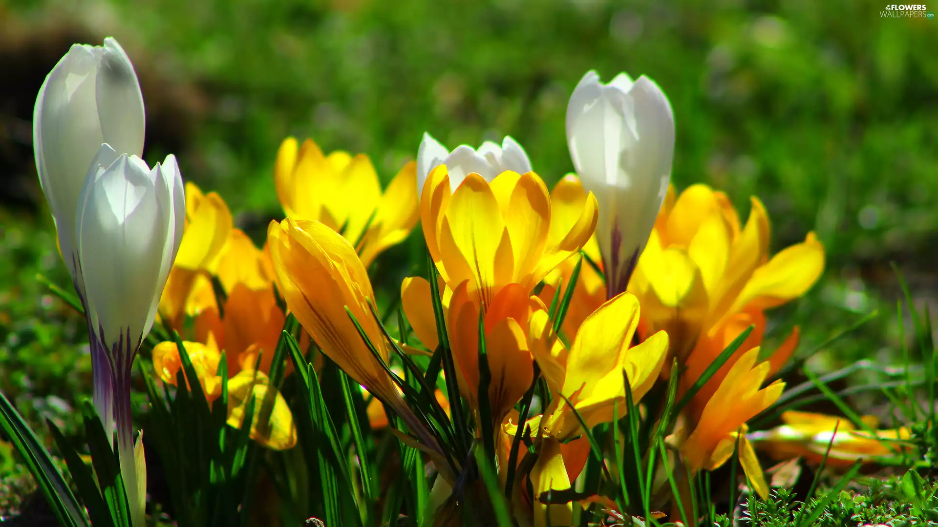 Yellow, crocuses, rapprochement, White