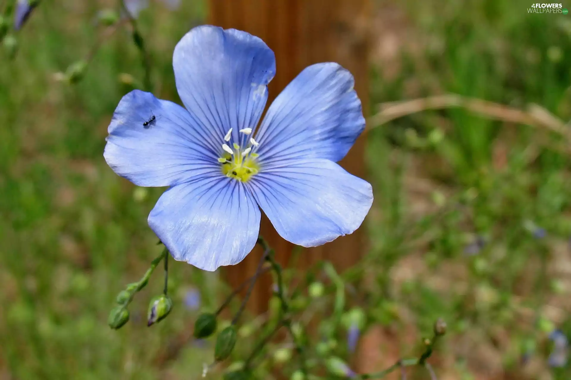 Wielosił blue, ant