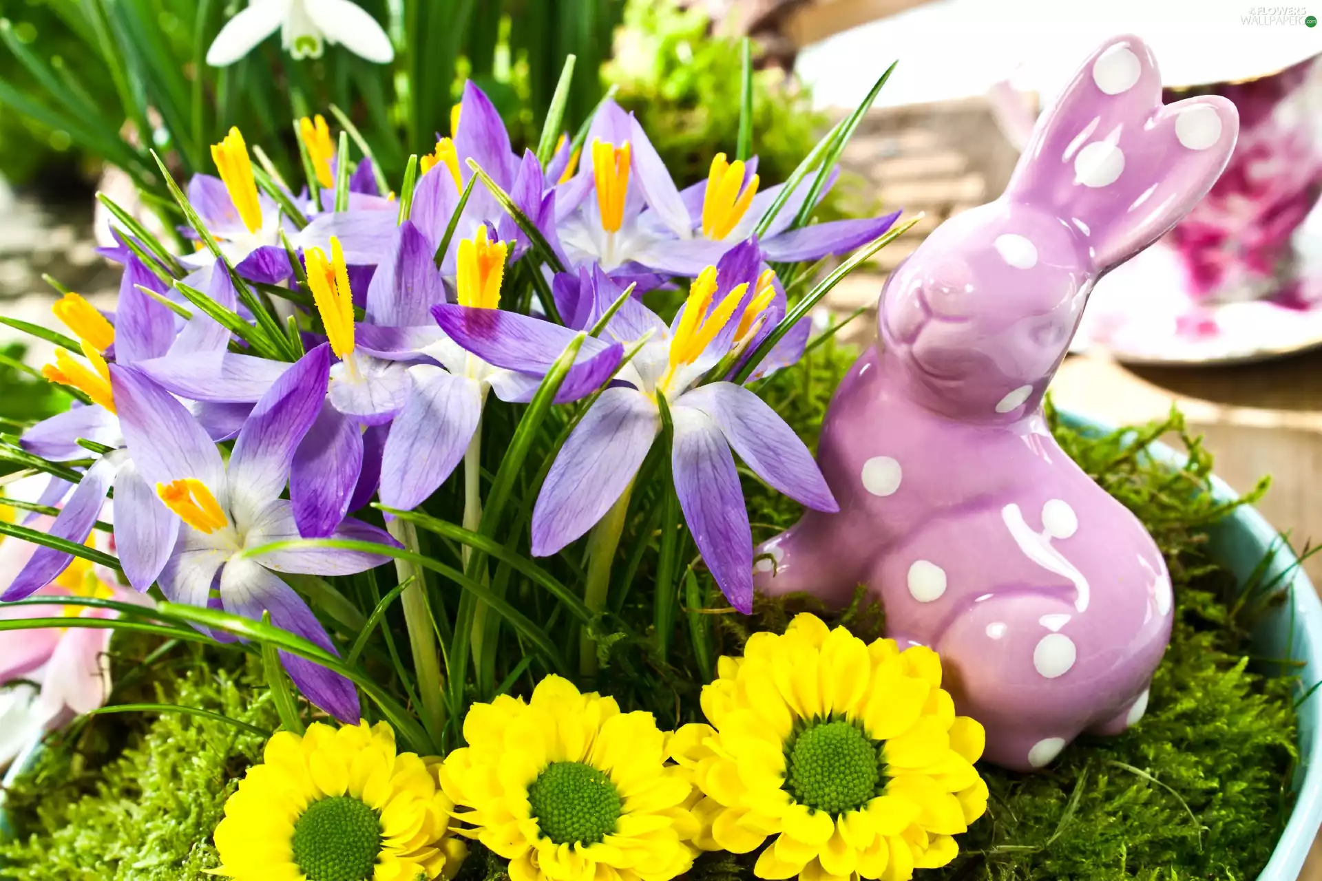 crocuses, Easter, Wild Rabbit