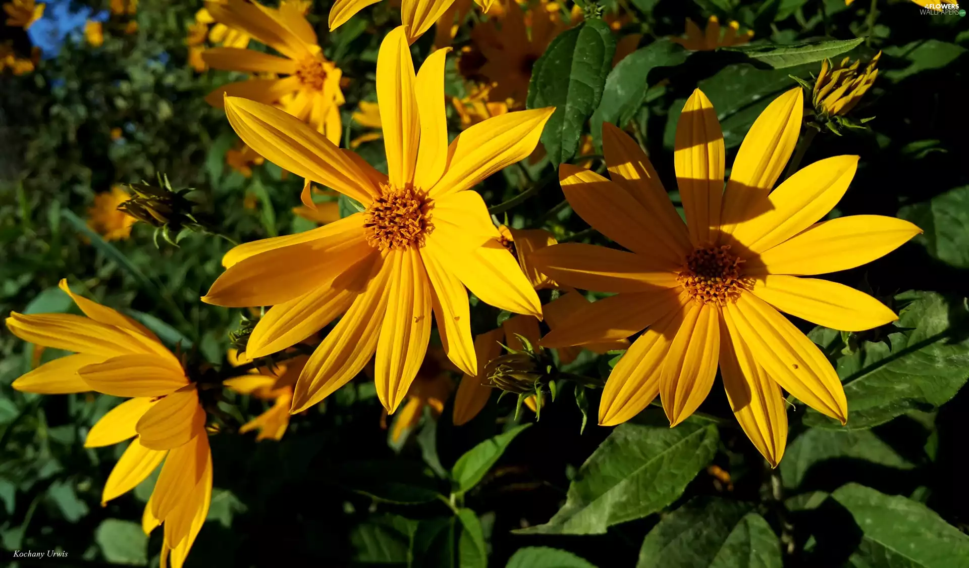 wild, Sunflower decorative