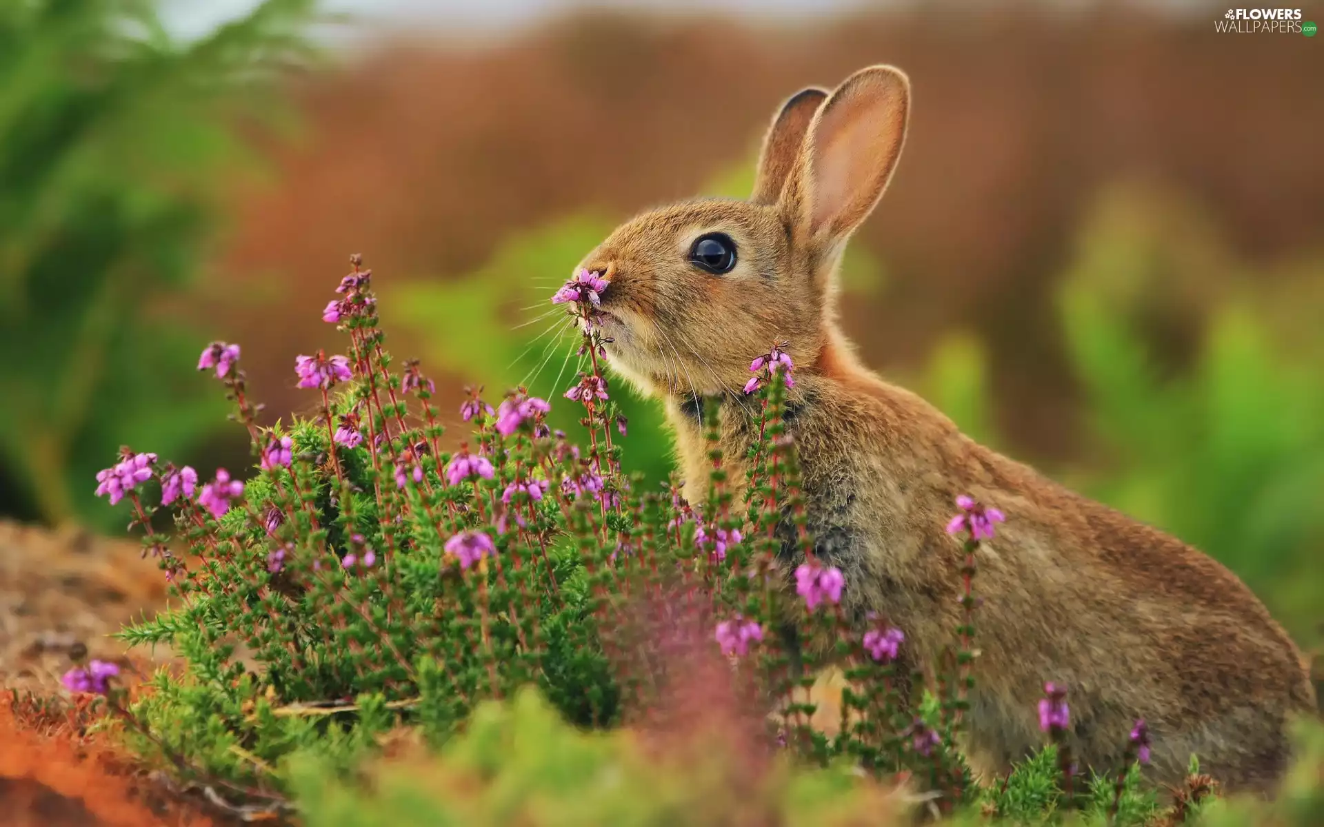 Wild Rabbit, heather