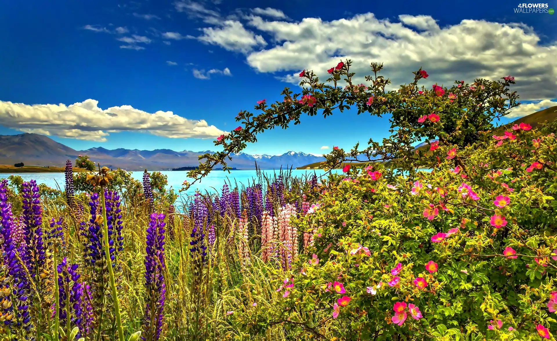 lupine, rose, landscape, Wild