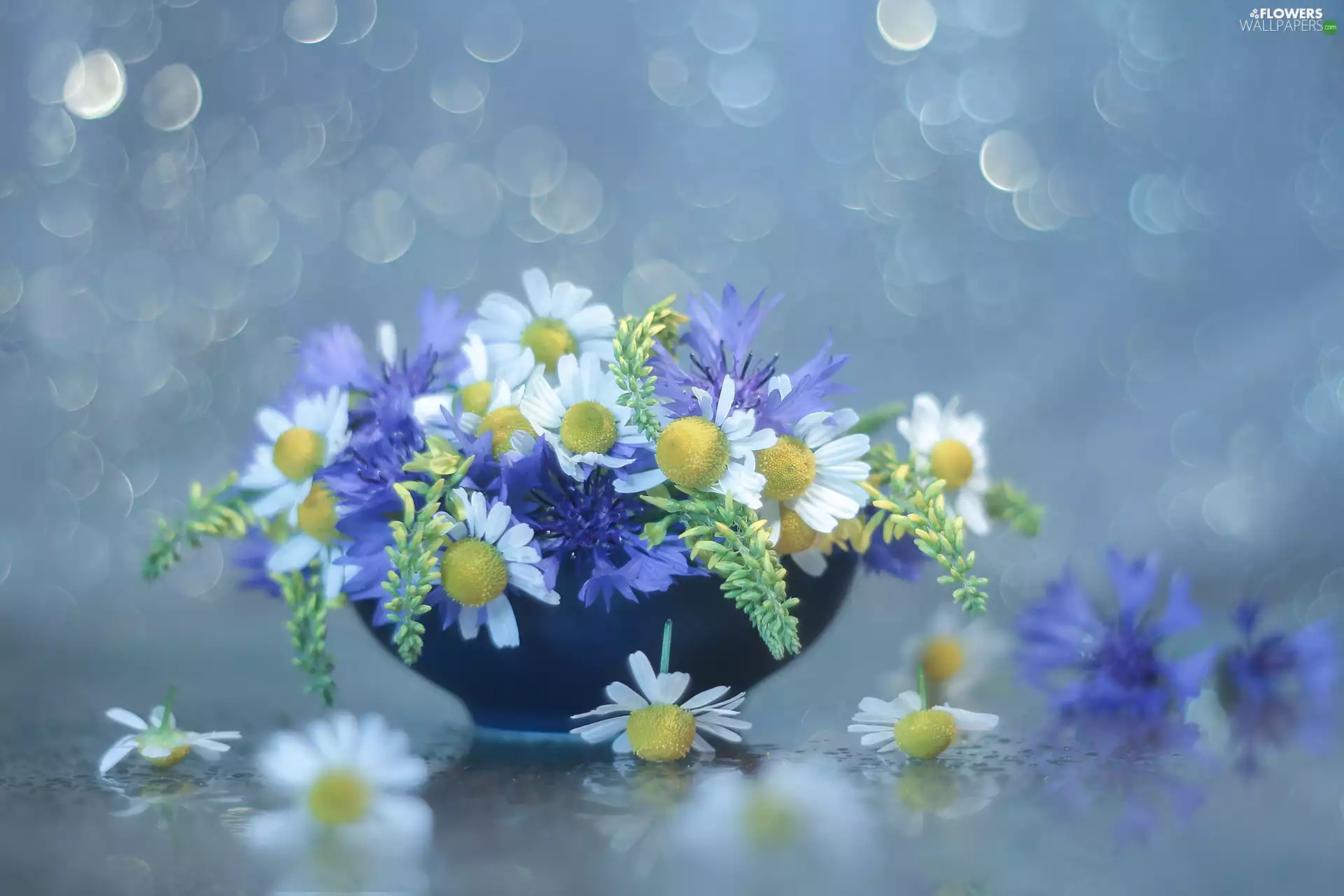 Wildflowers, cornflowers, camomiles