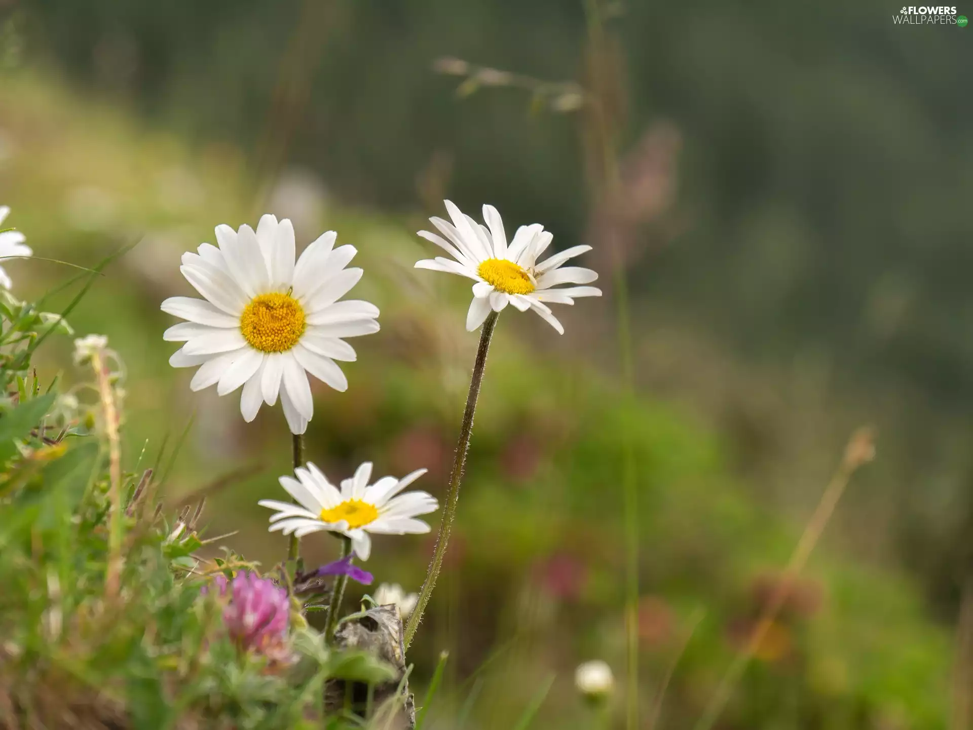 Wildflowers, daisies, Flowers