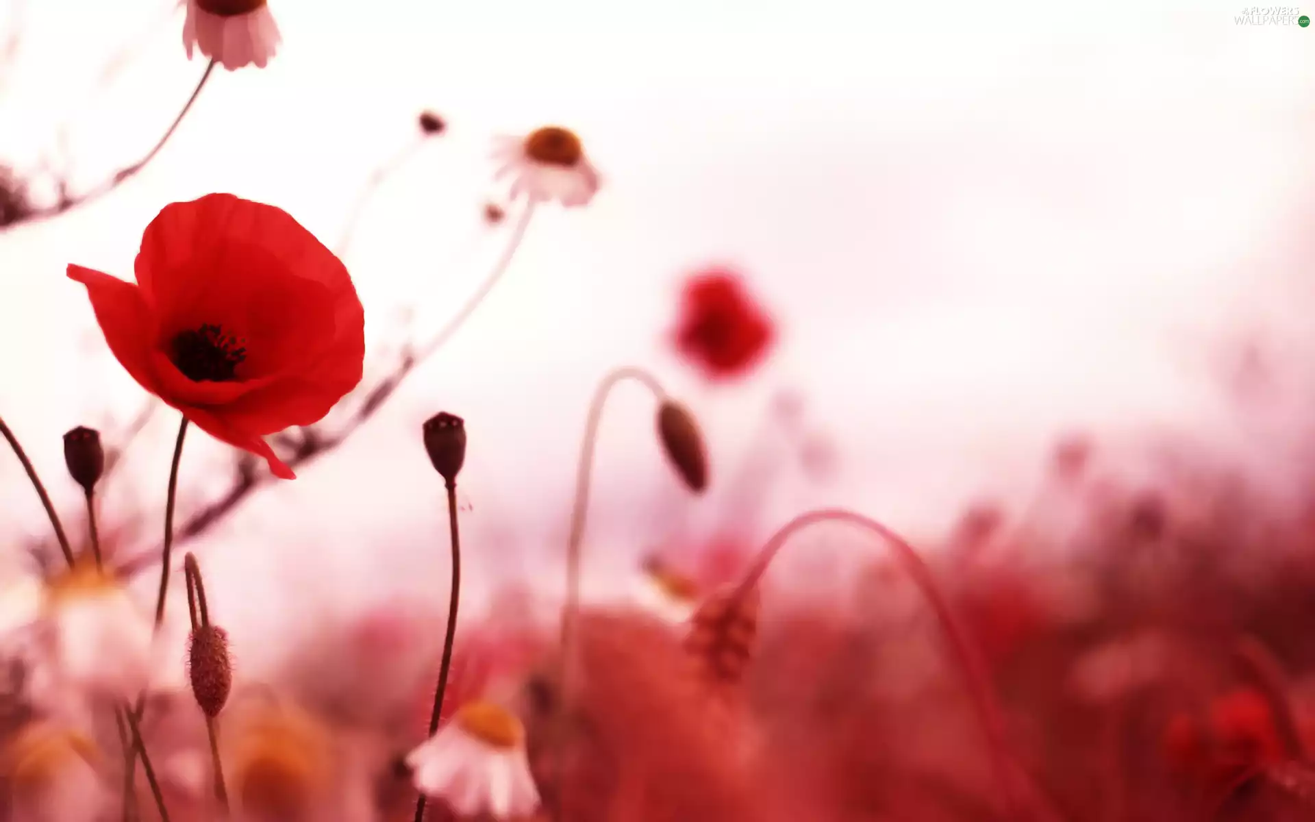 Wildflowers, papavers, Flowers