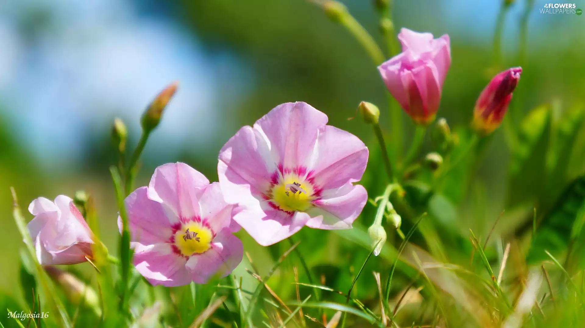 white and pink, Wildflowers, bindweed, Flowers