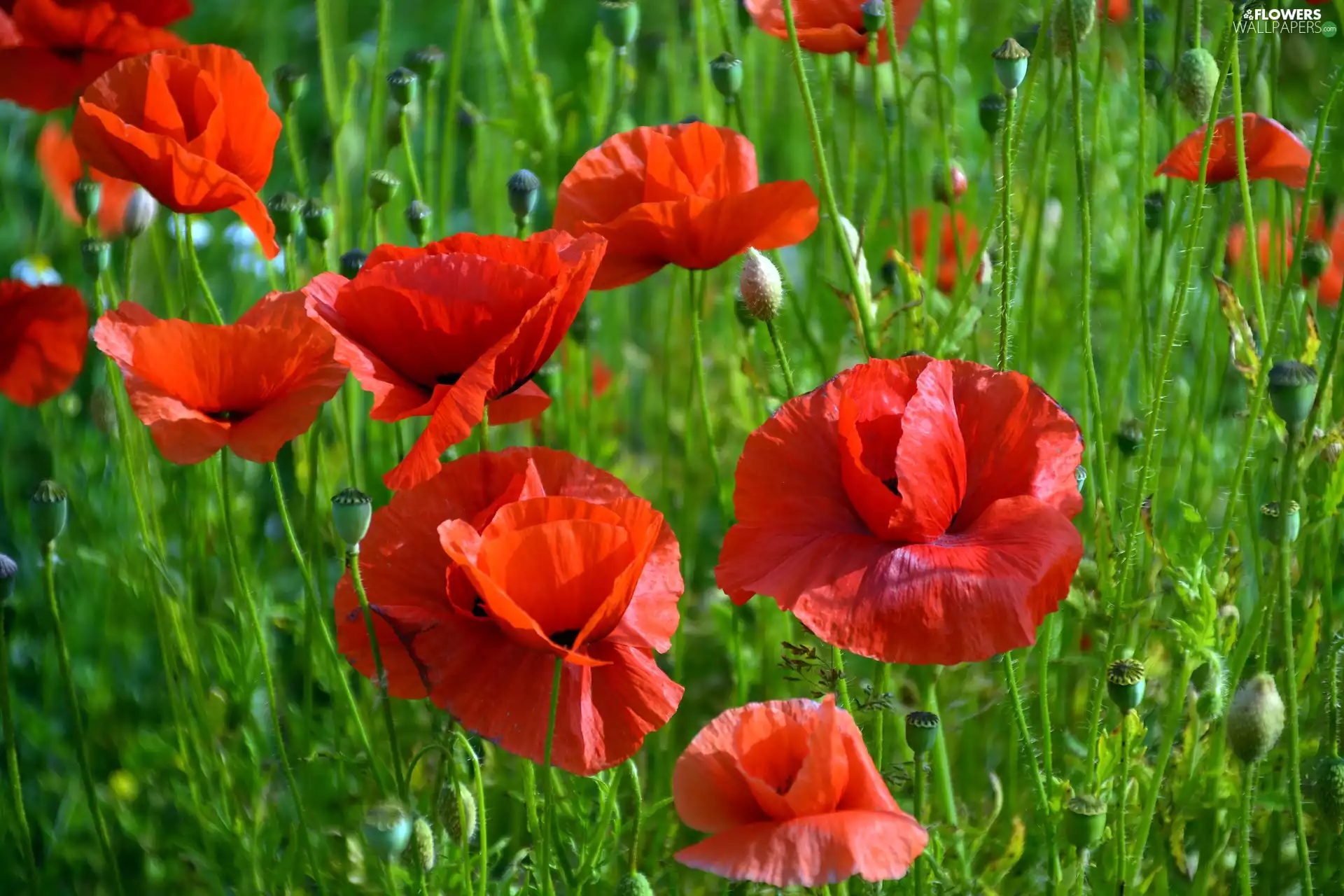 Flowers, papavers, Red, Wildflowers