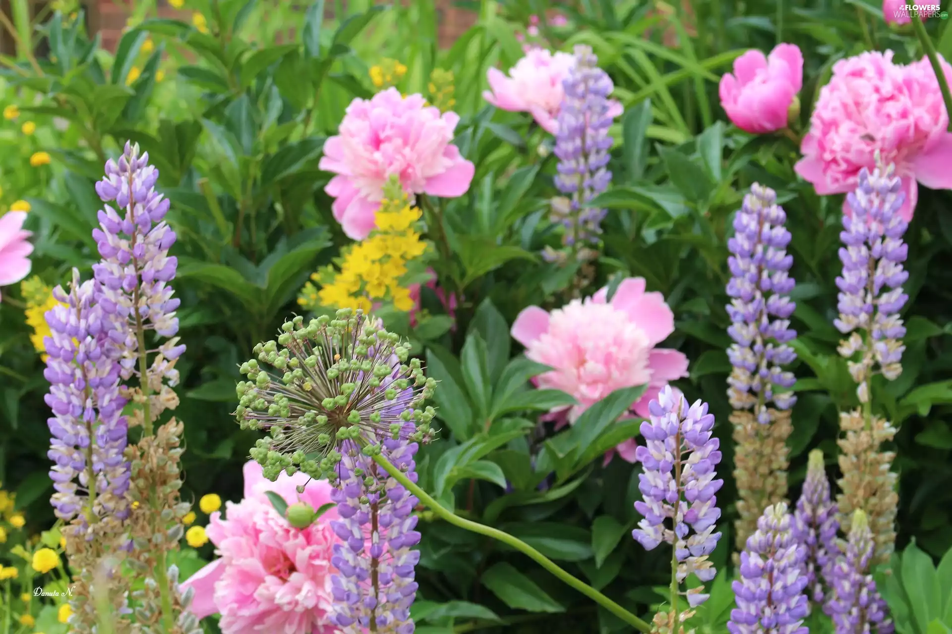 Meadow, Wildflowers, lupine, Leaf, Peonies