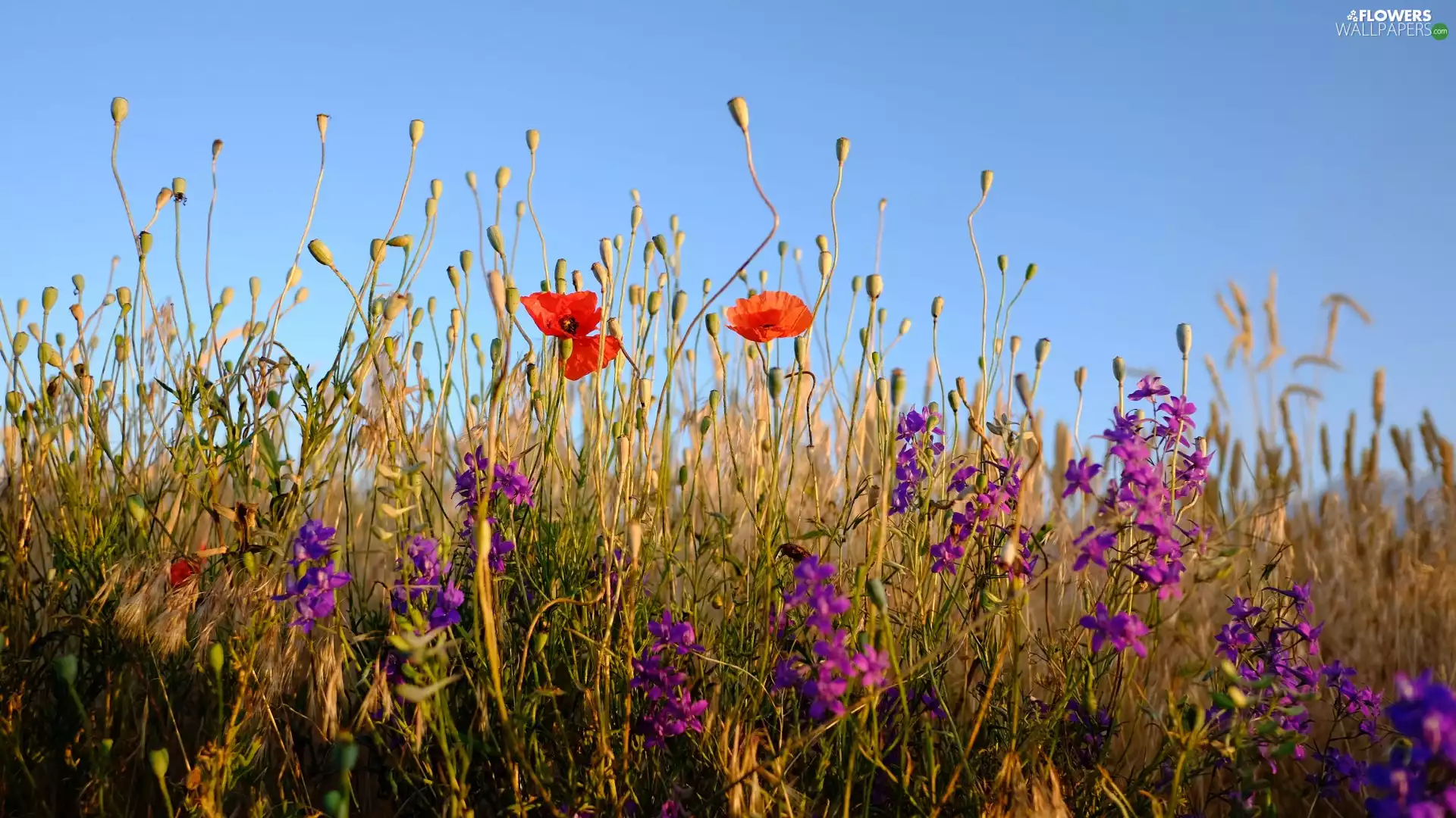 Meadow, Flowers, papavers, Wildflowers