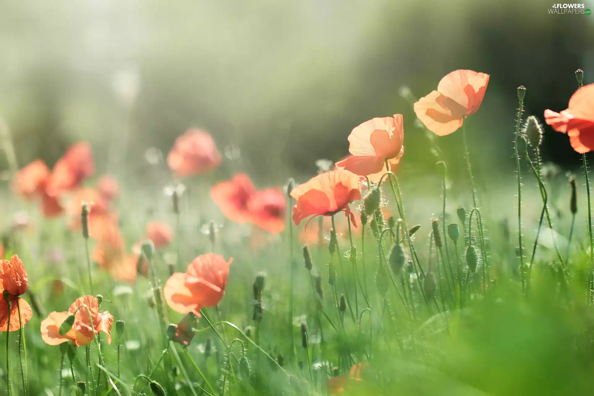 papavers, Flowers, Meadow, Wildflowers