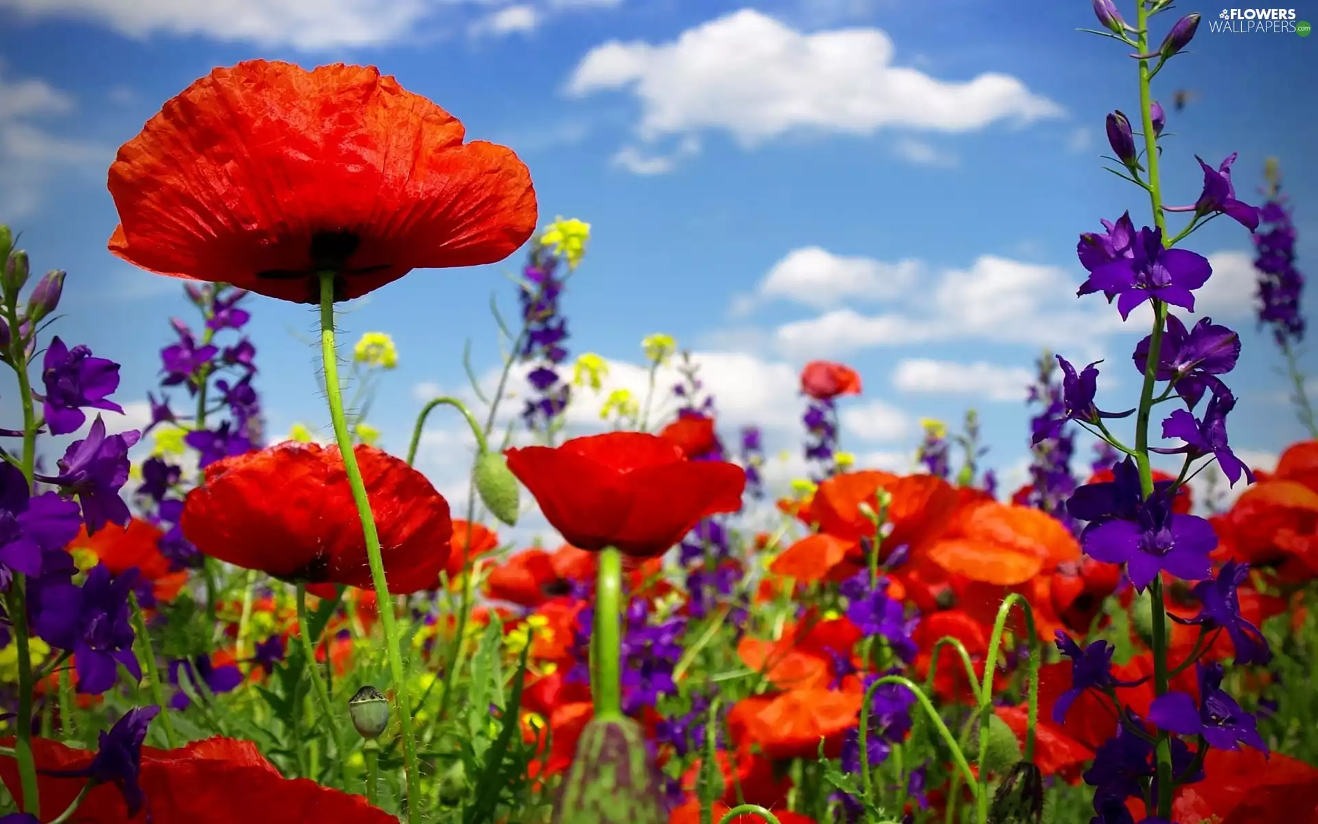 Wildflowers, papavers