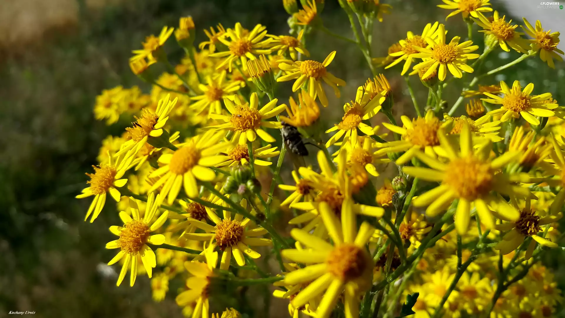 Yellow, Flowers, Doronicum, Wildflowers