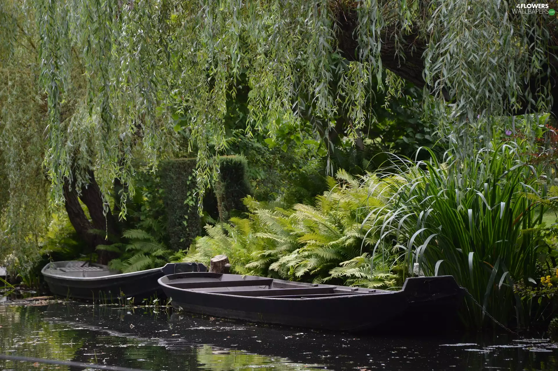 River, Golden Weeping Willow, fern, boats