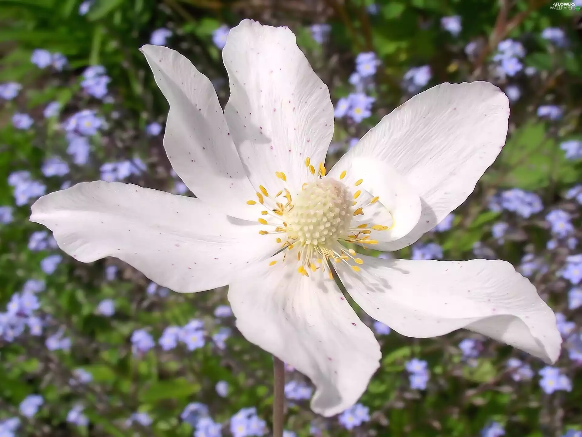 Colourfull Flowers, Snowdrop Windflower