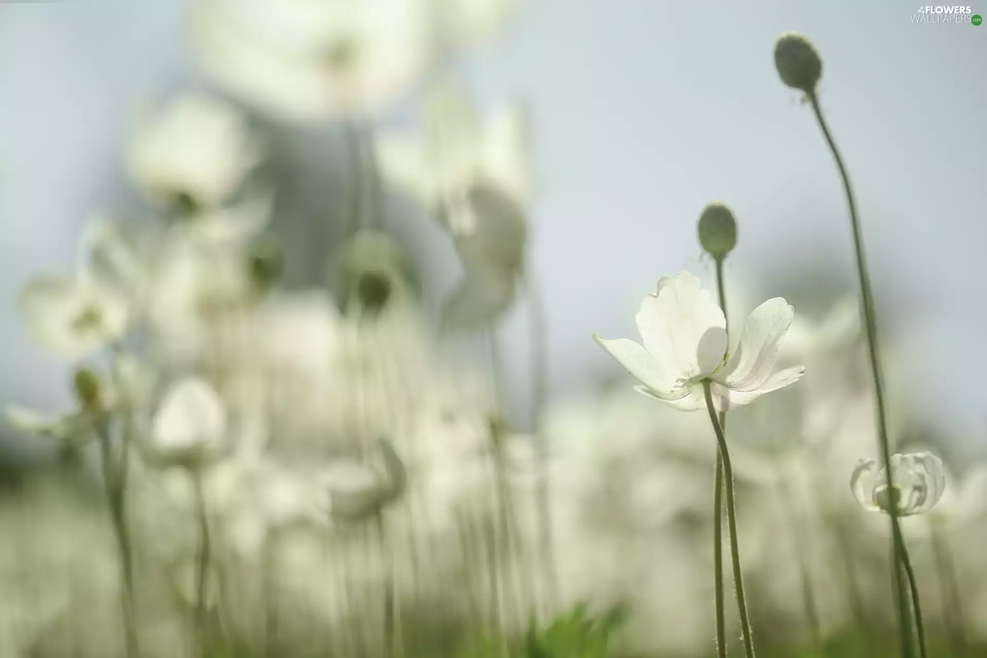 Snowdrop Windflower, Flowers, blur, White