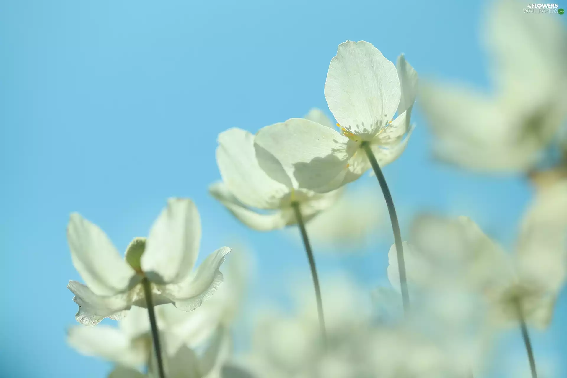 Snowdrop Windflower, Flowers, Sky, White