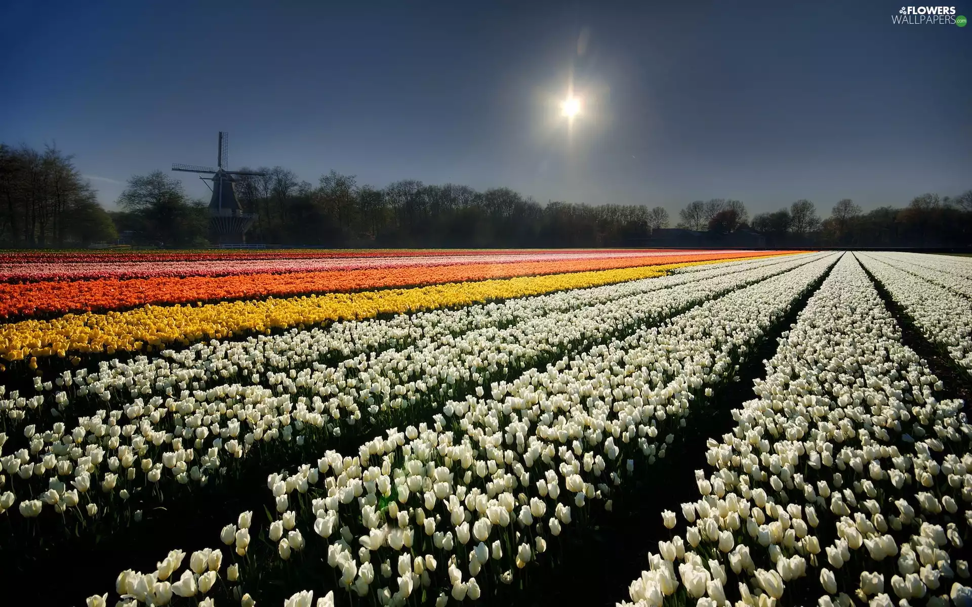 cultivation, sun, Windmill, tulips