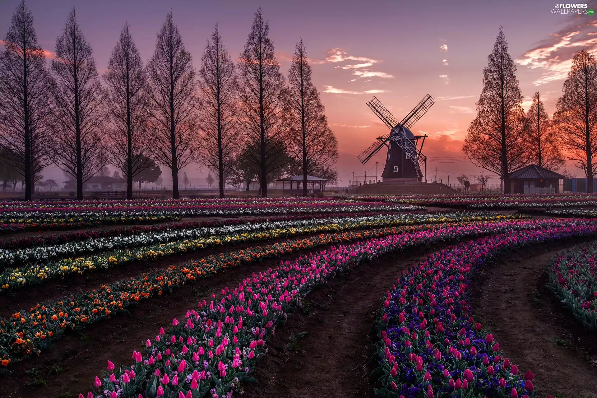 Windmill, evening, plantation, Tulips, Spring