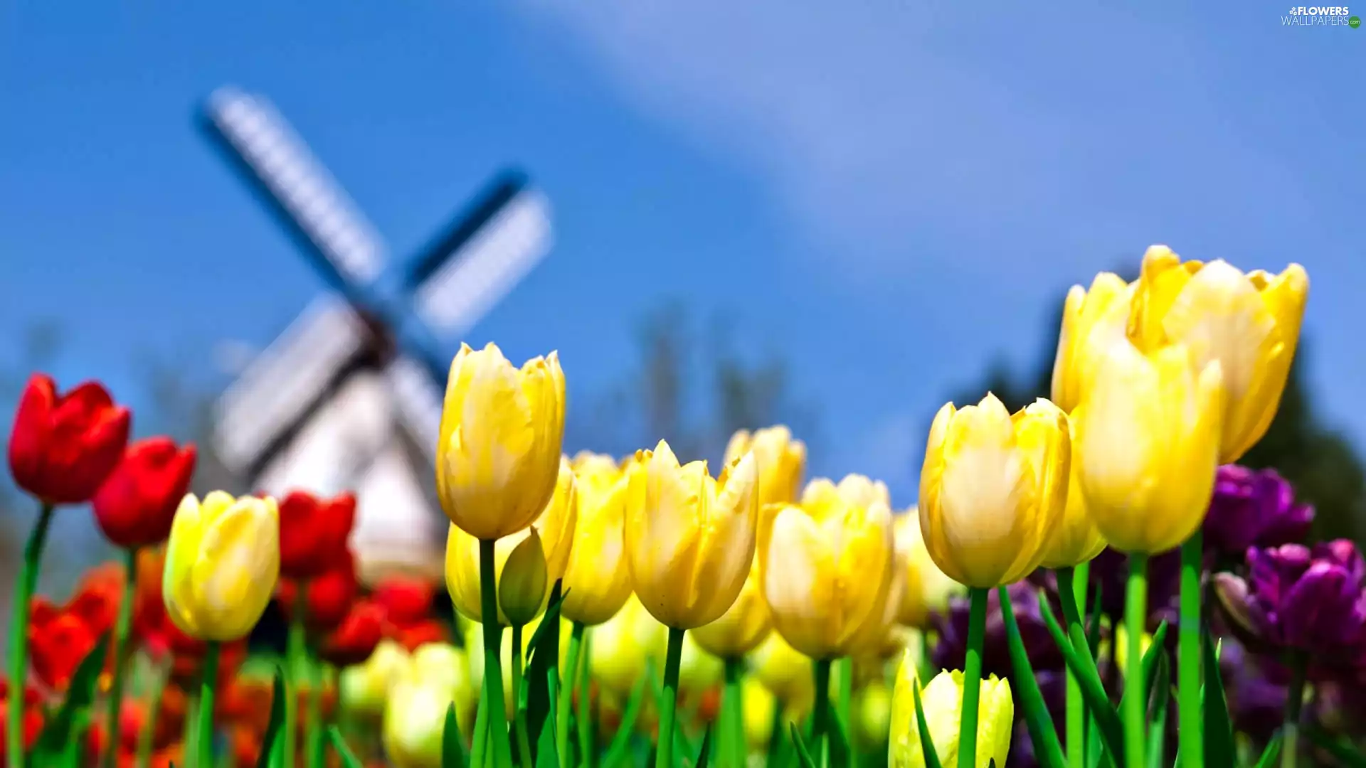 Tulips, Windmill