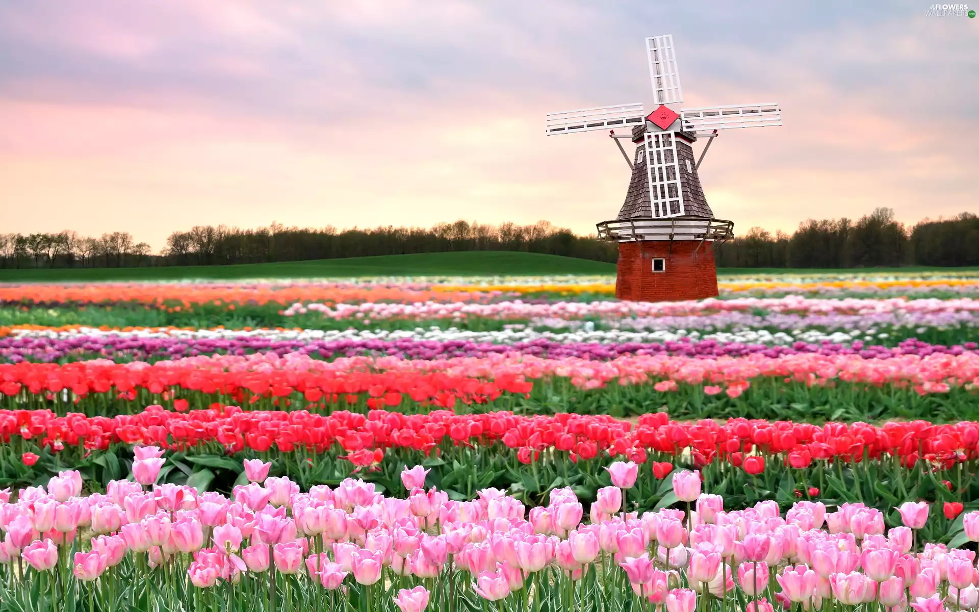 Windmill, Field, Tulips