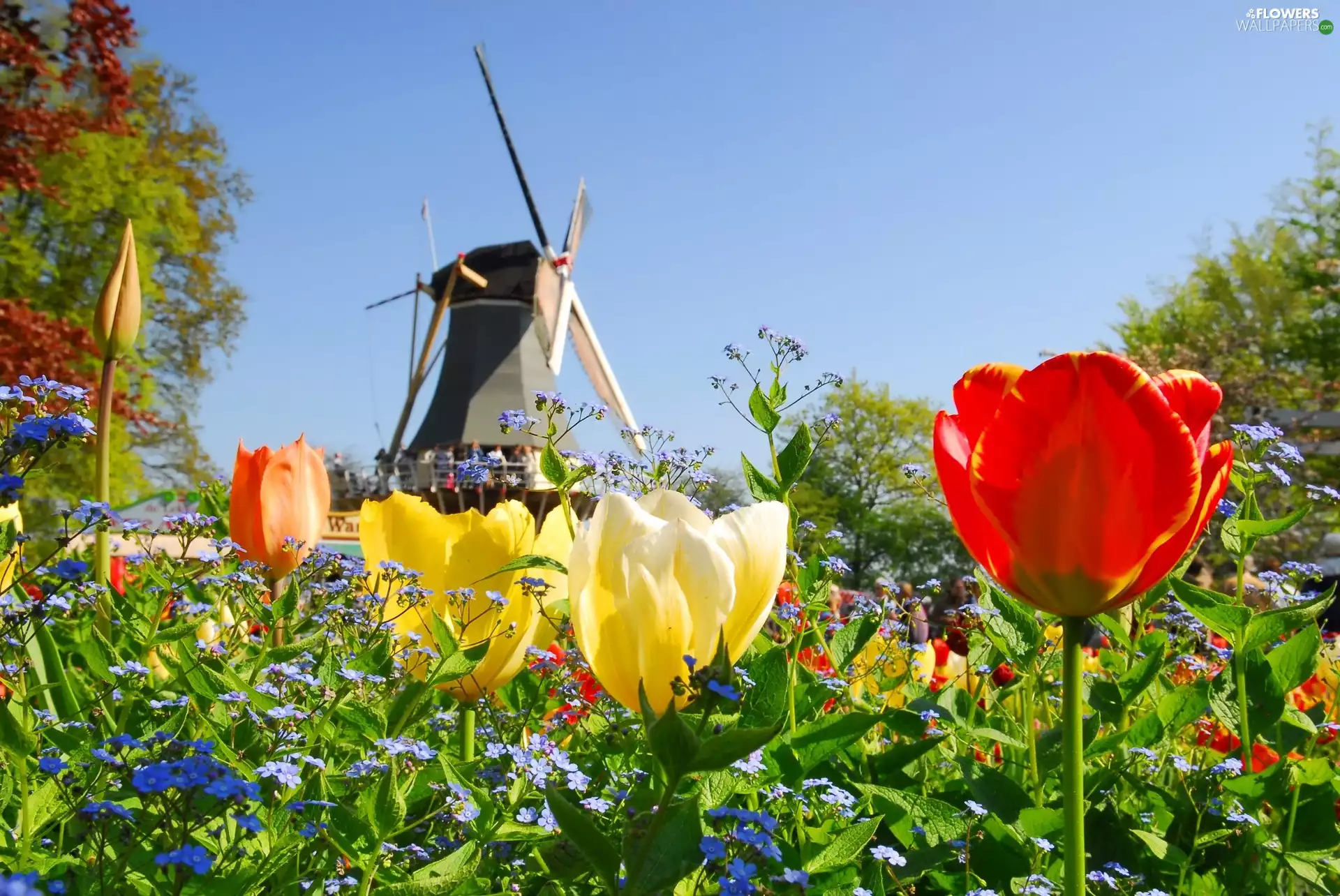 Tulips, Windmill