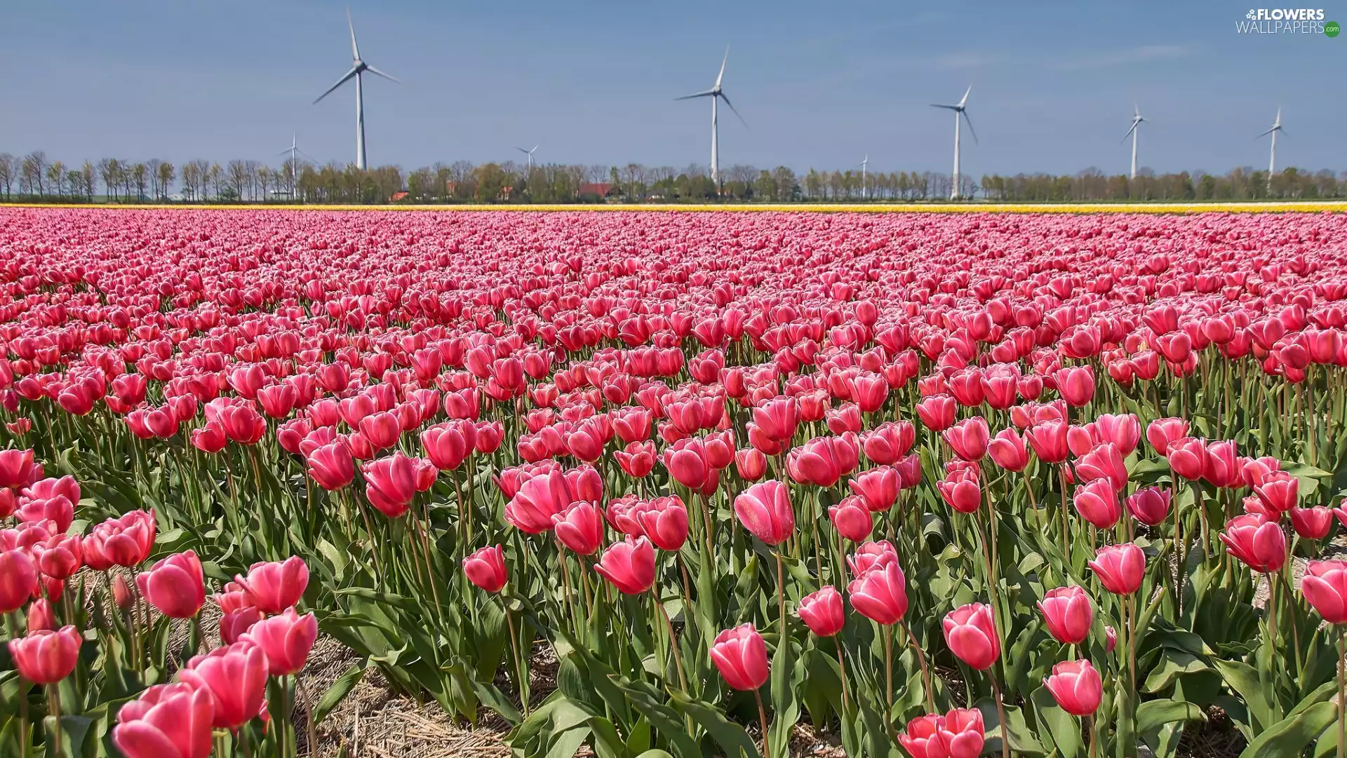 Windmills, Field, Tulips