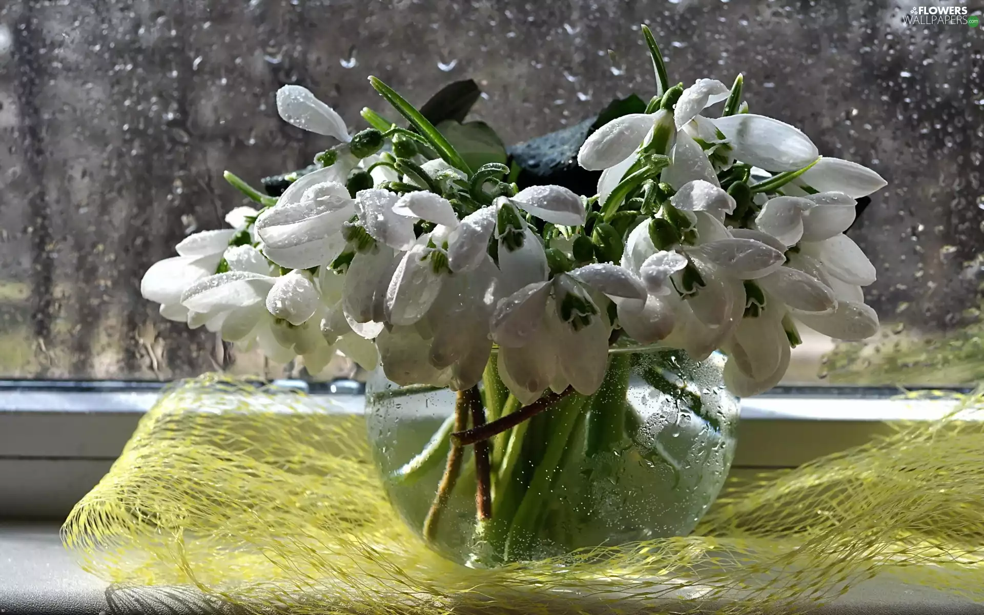 Window, snowdrops, bowl